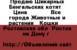 Продаю Шикарных Бенгальских котят › Цена ­ 17 000 - Все города Животные и растения » Кошки   . Ростовская обл.,Ростов-на-Дону г.